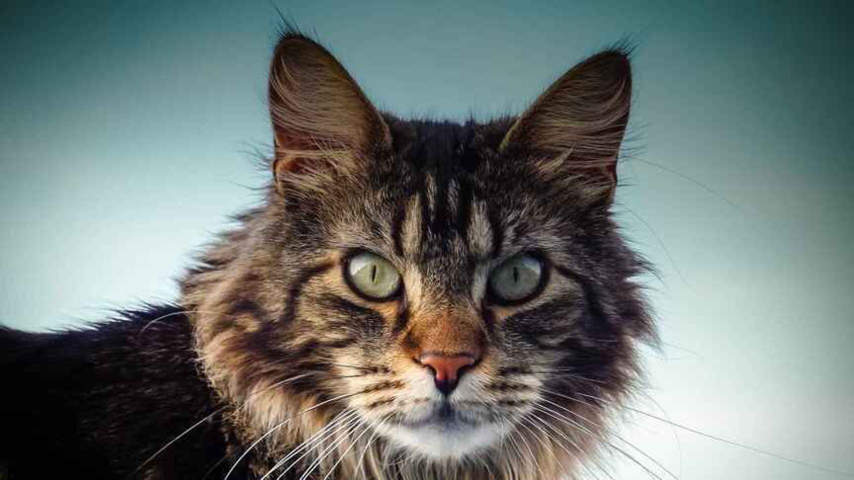 Las razas de gatos más cariñosos