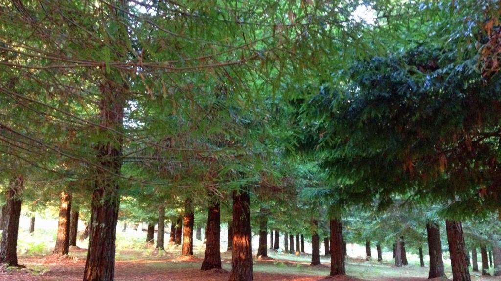 Bosque de secuoyas en Poio