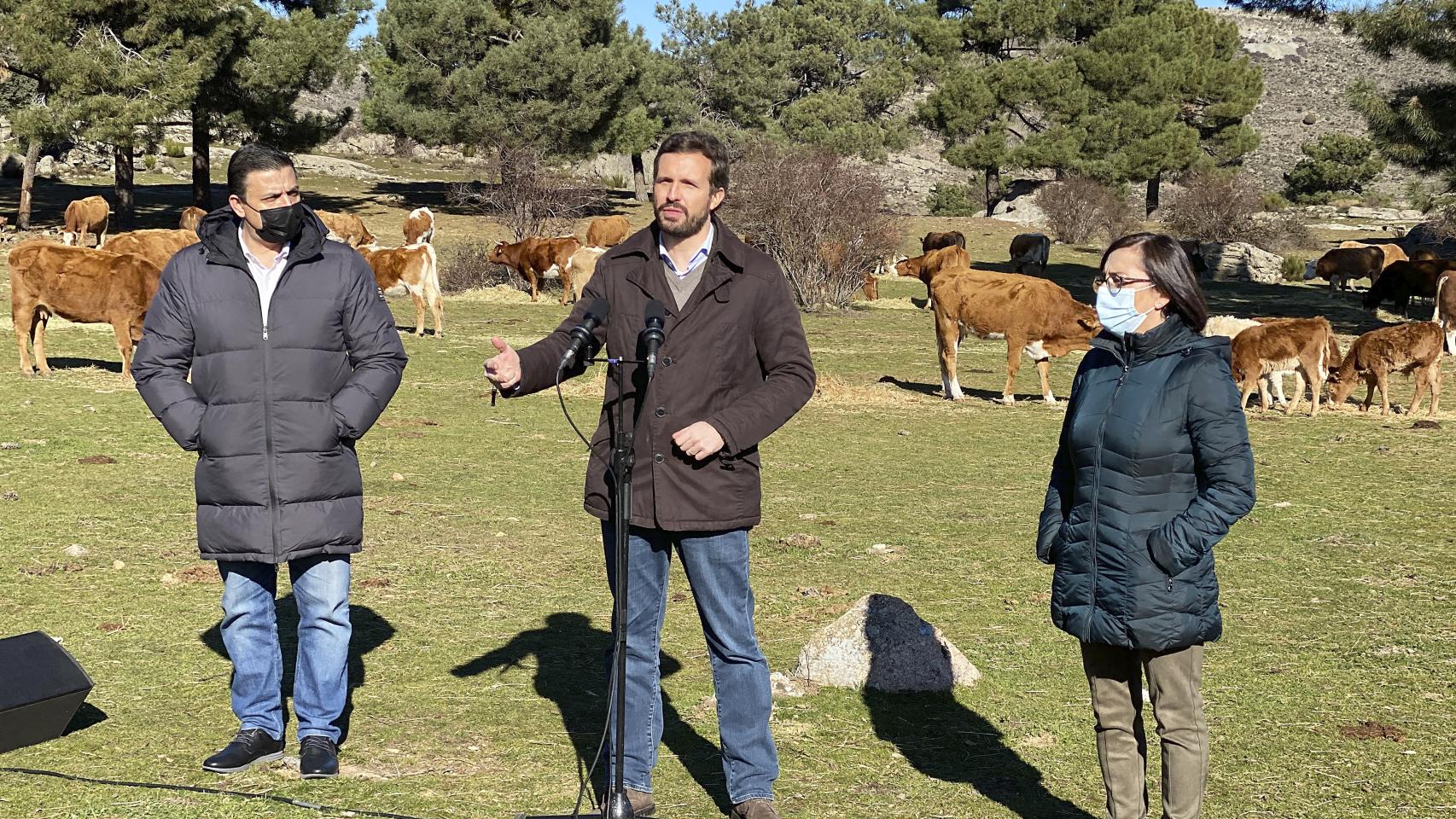 Pablo Casado visita una explotación de ganado extensivo en Las Navas del Marqués