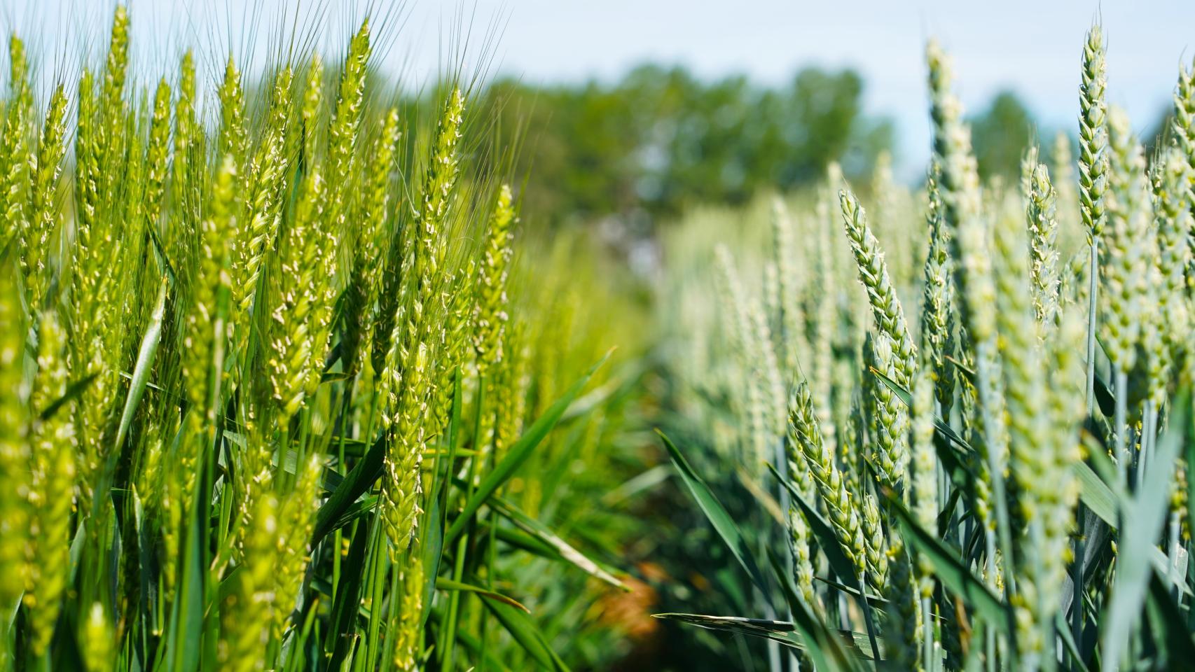 Algunas de las plantas de los ensayos del Itacyl