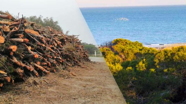 Tala de árboles en la pinada de Guardamar y la imagen de la Concejalía de Turismo de la pinada.