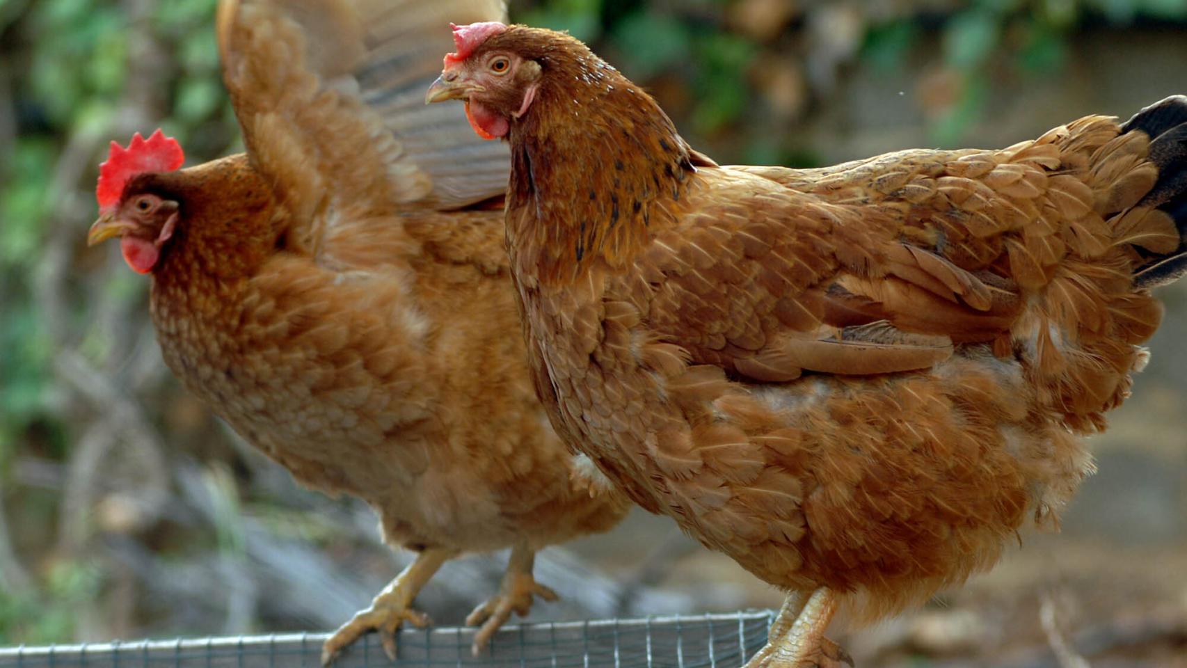 Imagen de archivo de unas gallinas