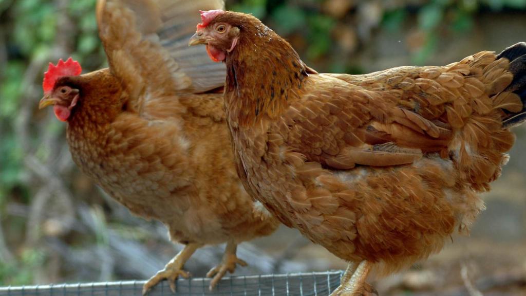 Imagen de archivo de unas gallinas