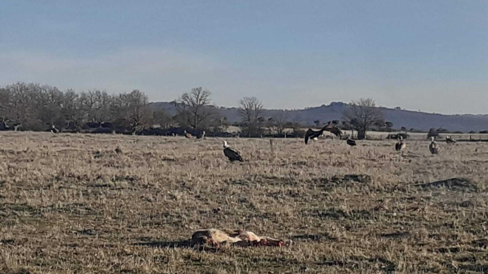 Ataque de buitres al ganado