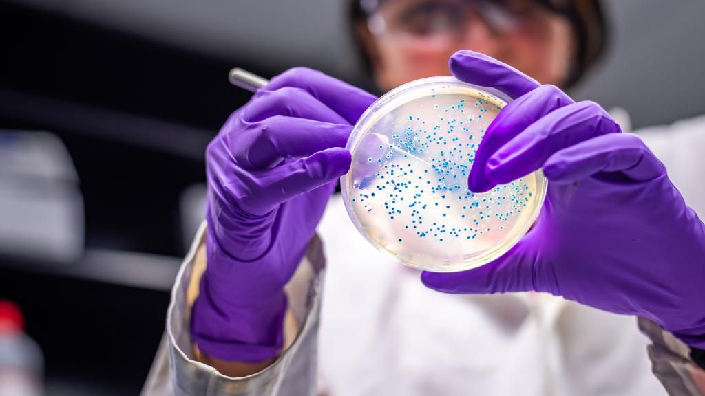 La terapia con fagos logra la erradicación de las bacterias en el 67% de los casos.