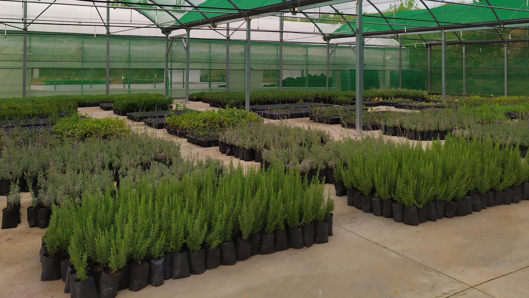 La Diputación de Toledo reparte más de 17.600 plantas por la provincia