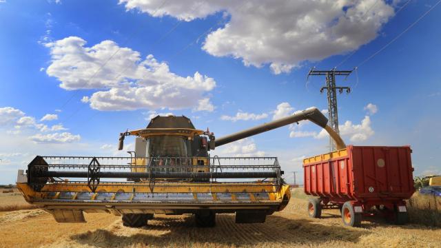 Campo de cebada en Paredes de Nava (Palencia) en un momento de su recogida hacia la máquina del remolque