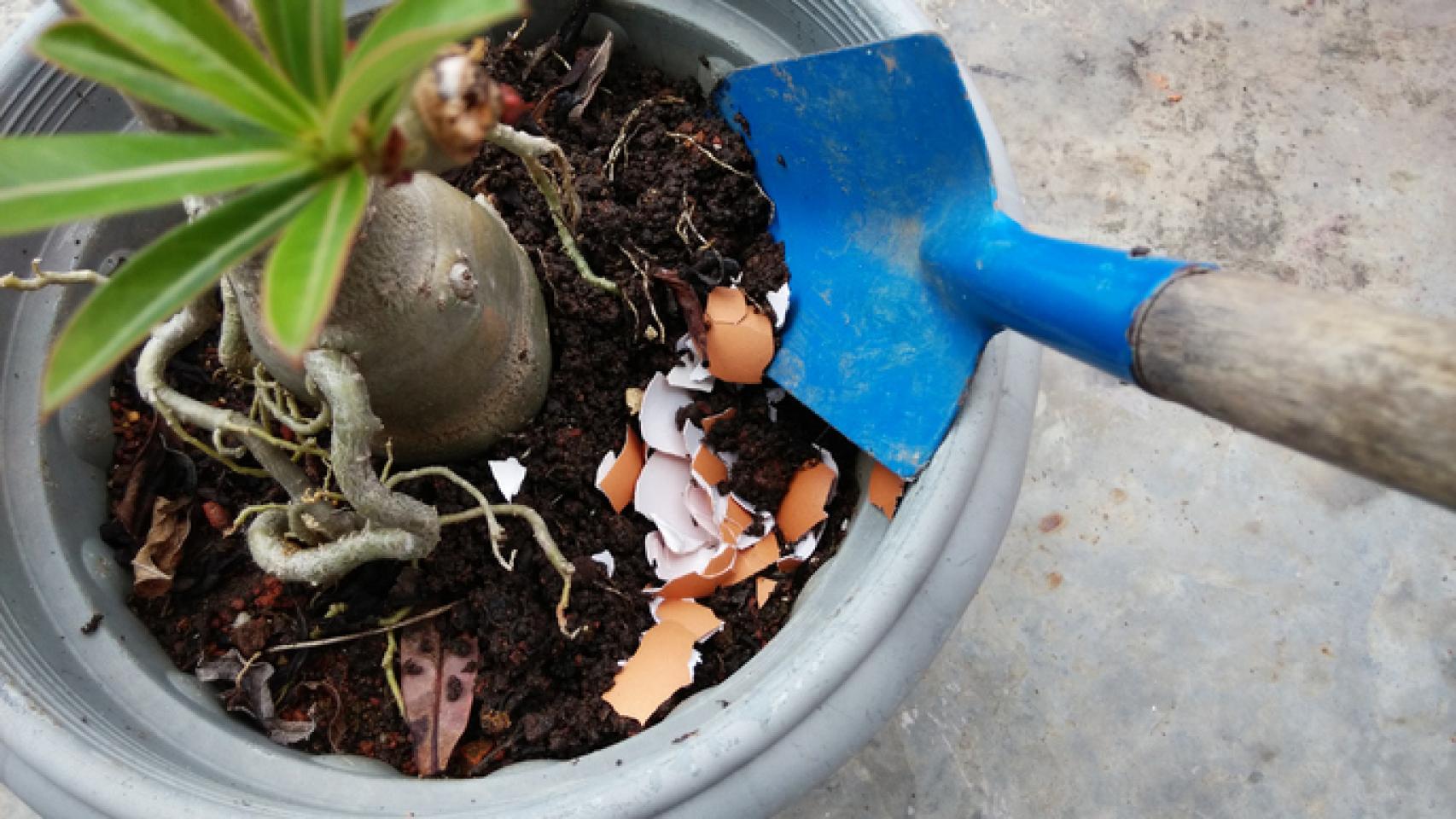 Cáscara de huevo, una forma económica y ecológica de beneficiar a las plantas y al suelo