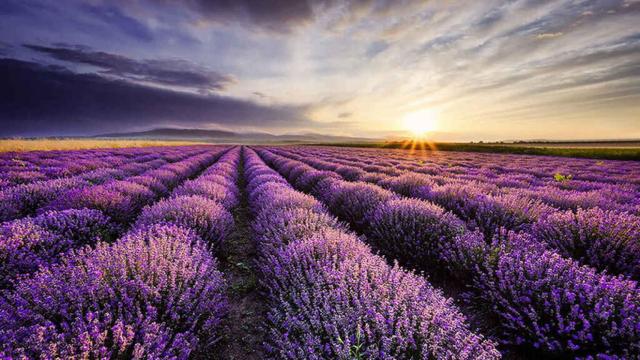 Una nueva normativa pone en peligro la lavanda, el perfume de La Alcarria: Podría prohibirse su uso