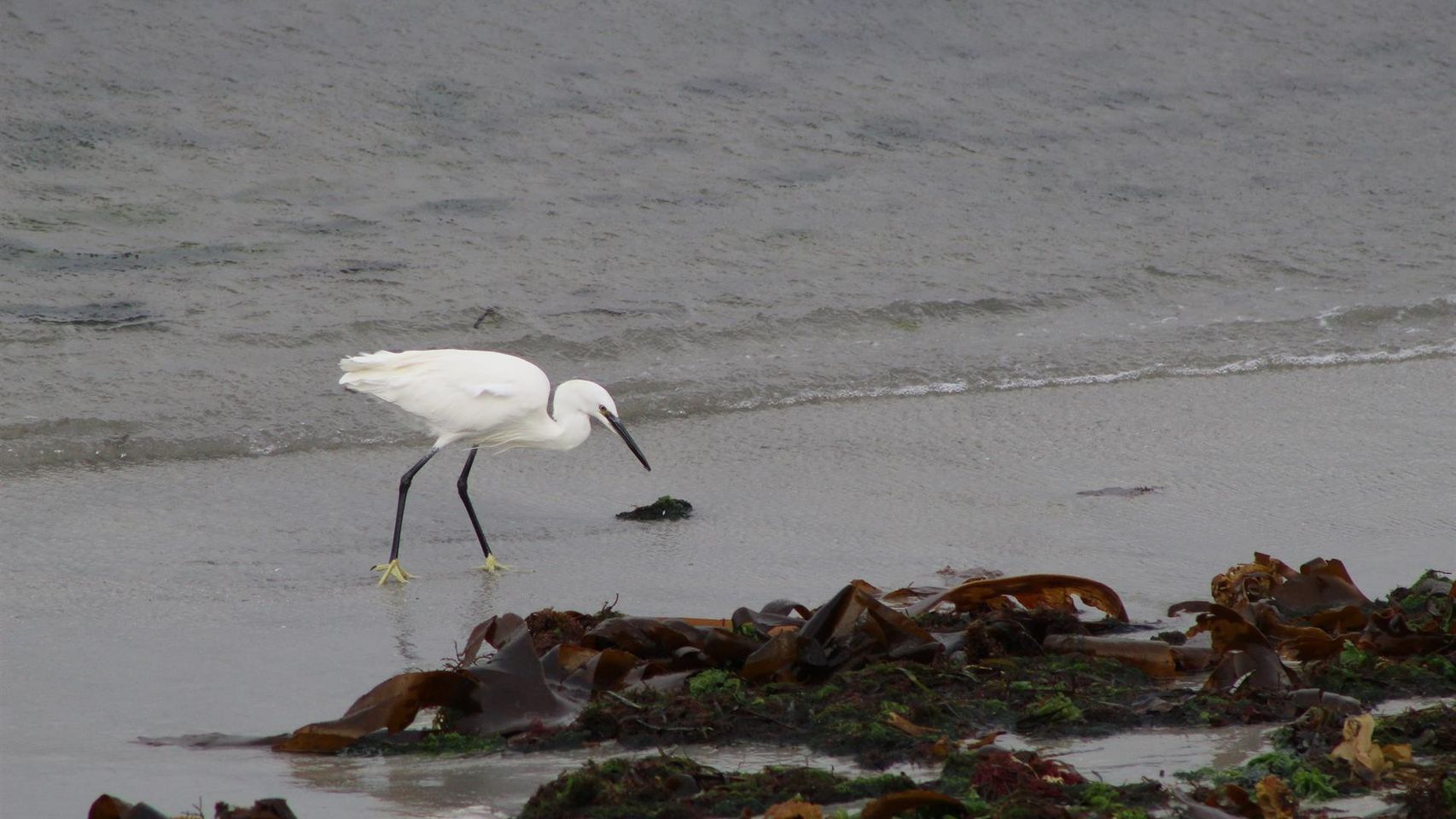 Garzota en la playa de A Calzoa, en Vigo.