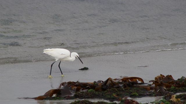 Garzota en la playa de A Calzoa, en Vigo.