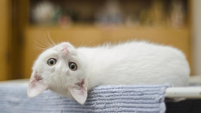 ¿Cuántos días puede quedarse solo mi gato en casa?