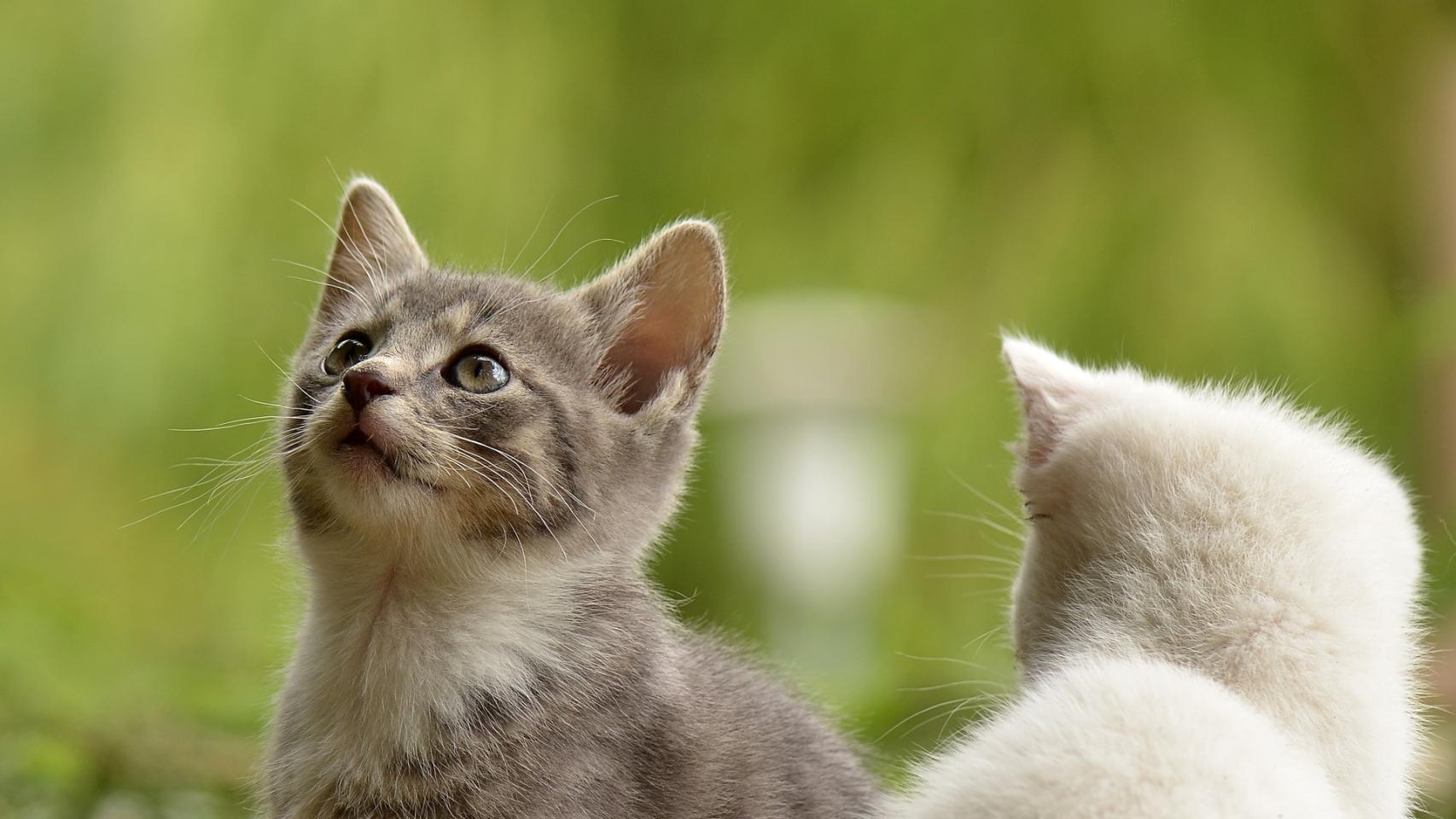 Gato o gata, ¿cuál es mejor como mascota?