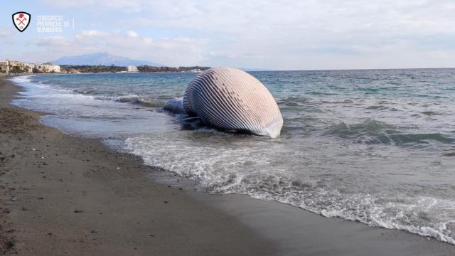 Los bomberos intentan sacar del agua a la ballena que ha aparecido muerta en la playa de La Rada.