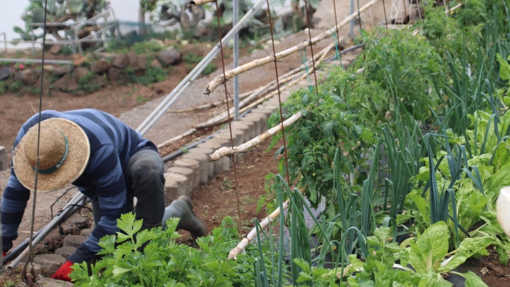 Un agricultor cultivando la tierra.