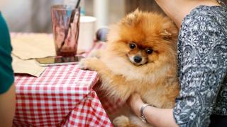 5 planes para hacer con tu perro en Santiago de Compostela