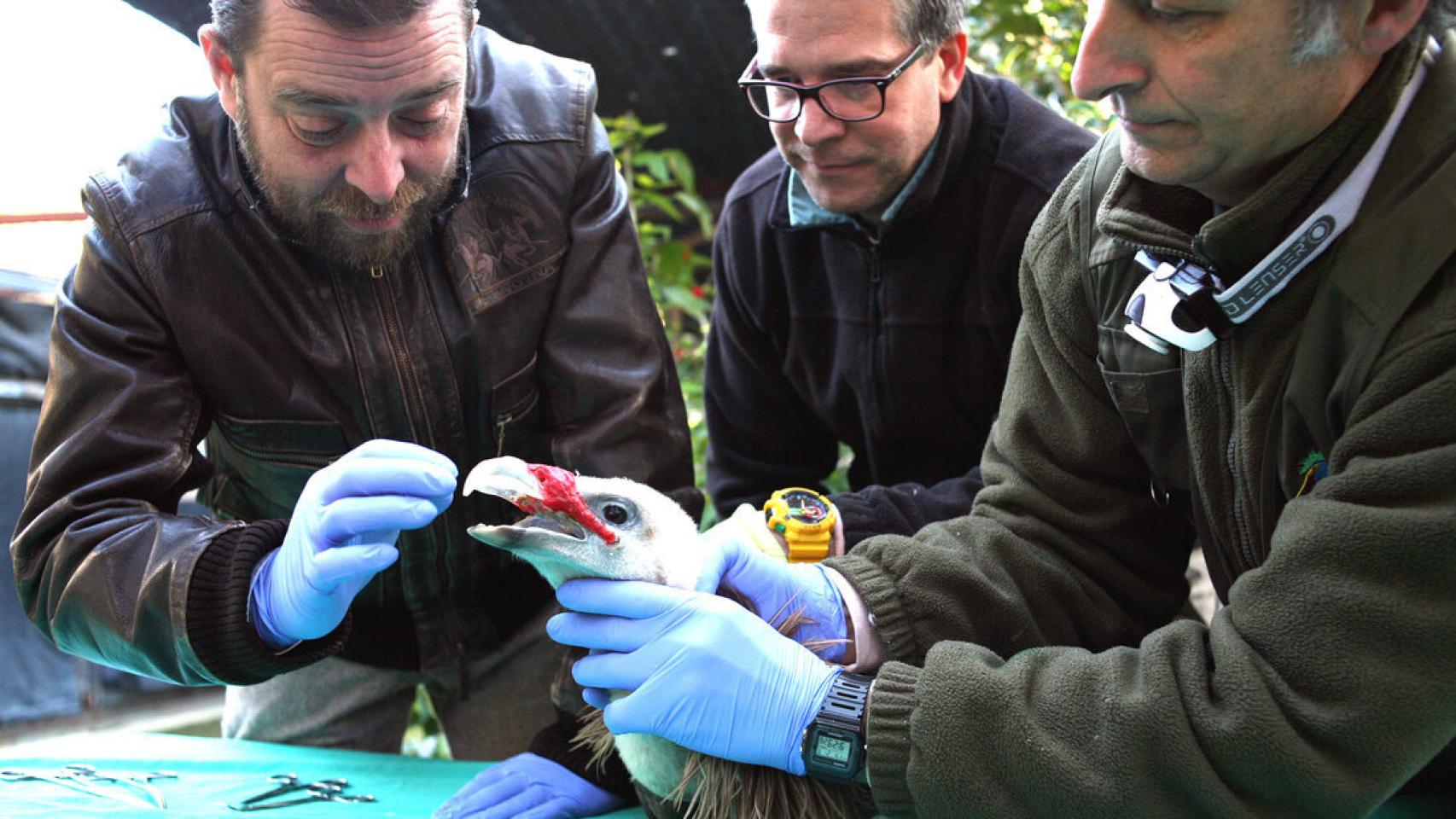Francisco Rábago y Miguel Ángel Quevedo, en la implantación de un pico a un buitre leonado.