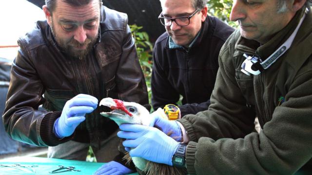 Francisco Rábago y Miguel Ángel Quevedo, en la implantación de un pico a un buitre leonado.