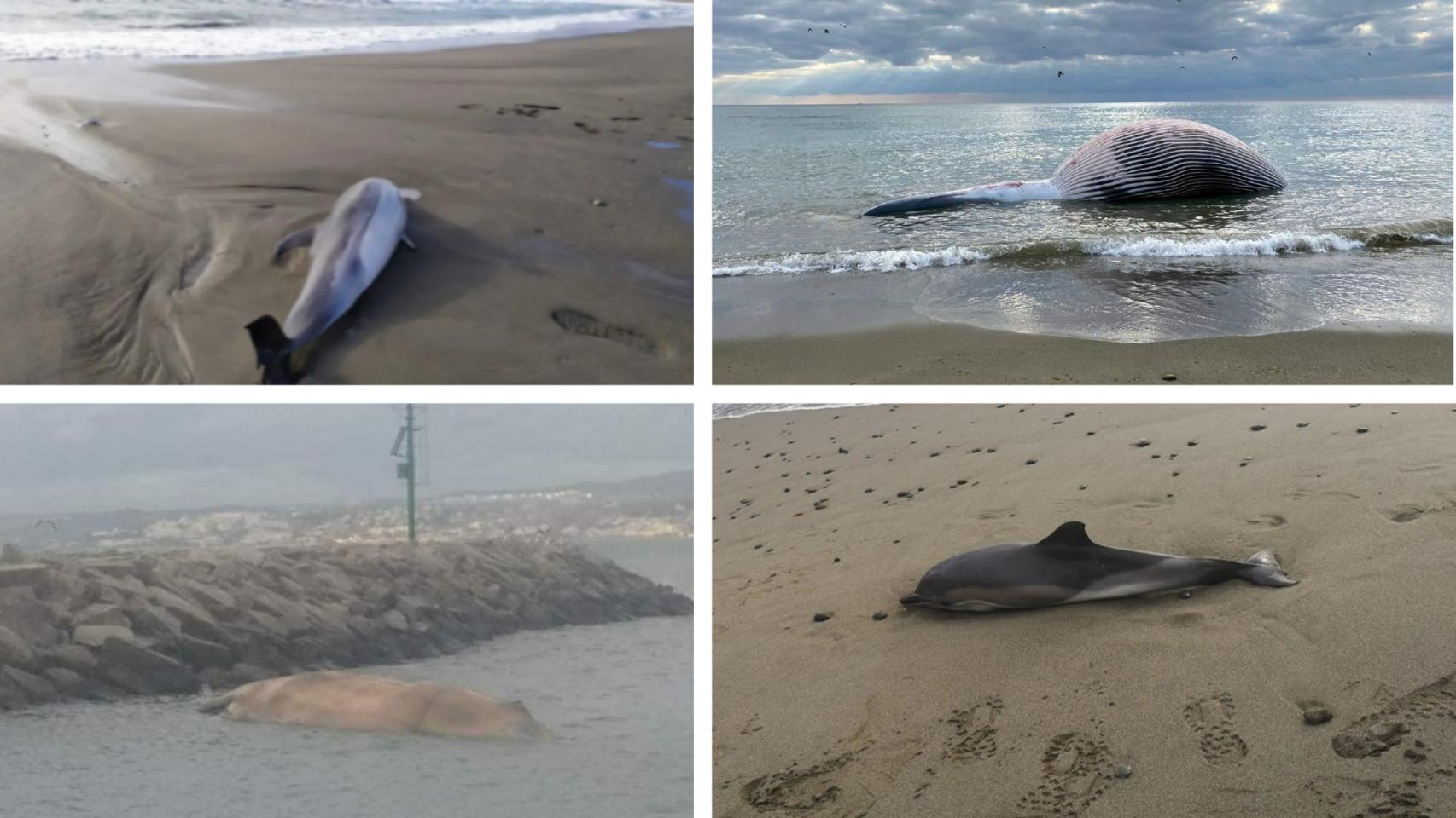 Delfines y la ballena en las playas de Málaga.