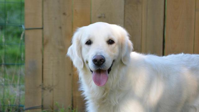 ¿Qué significa la expresión 'tener más hambre que el perro de un ciego'?