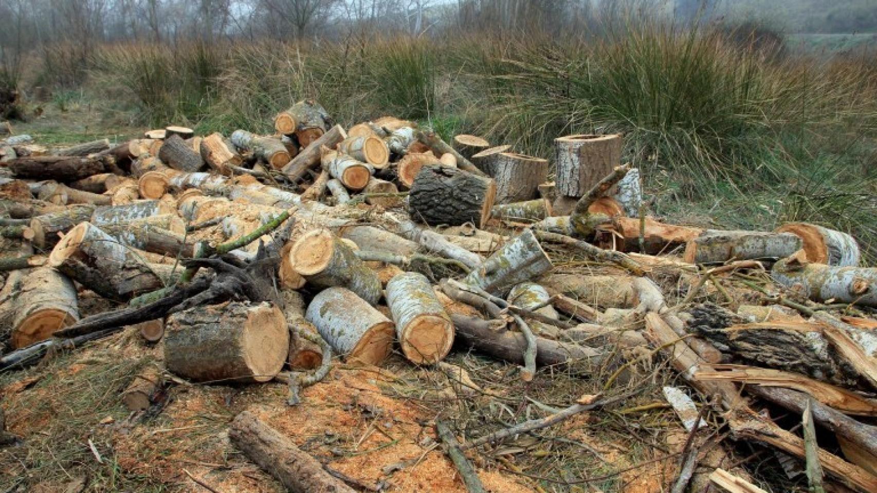 Denuncian que la Confederación Hidrográfica del Guadiana deteriora bosques de ribera protegidos en Ciudad Real. Foto: Efe