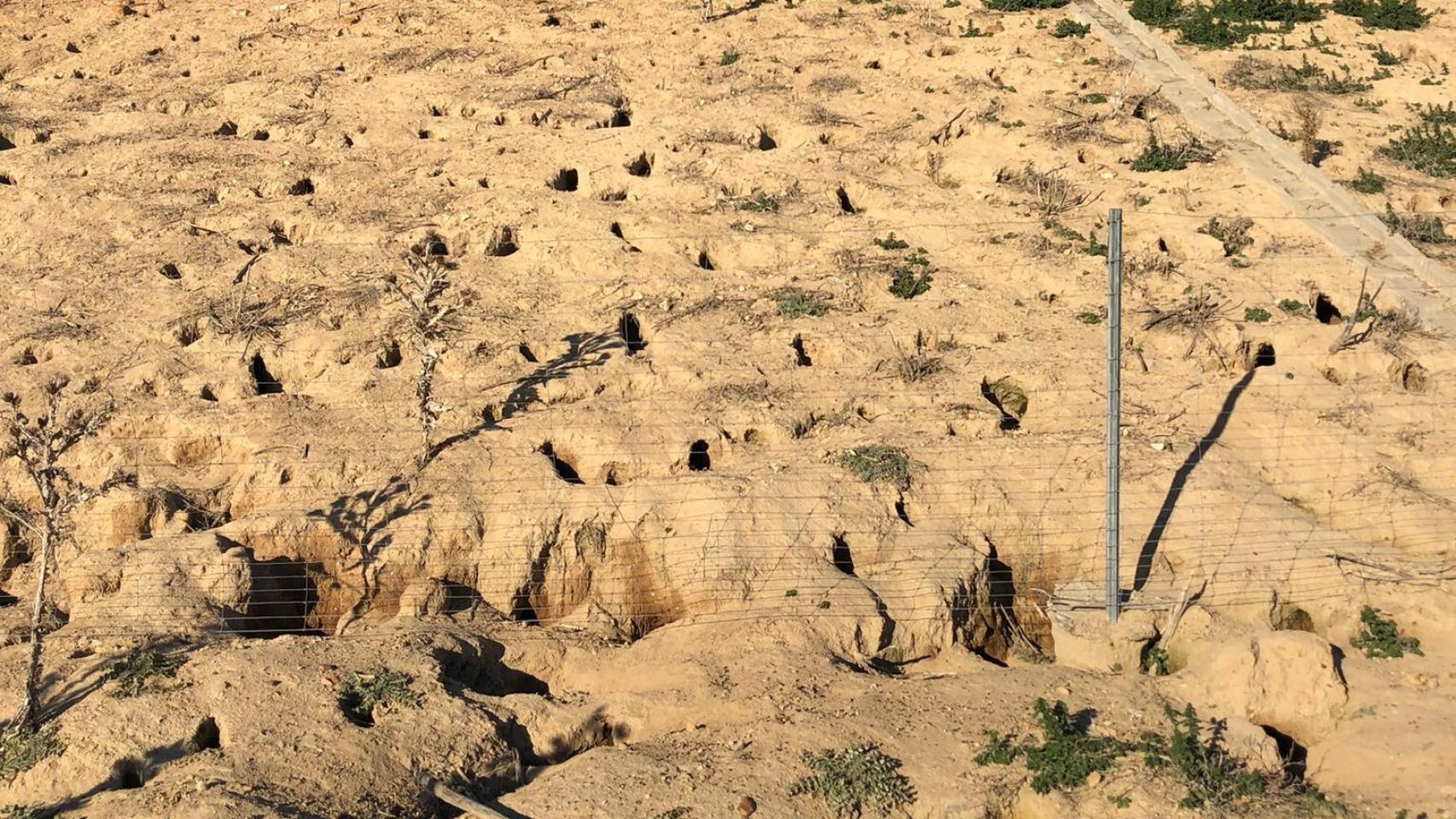 Una de las madrigueras a lo largo del talud de la A-11