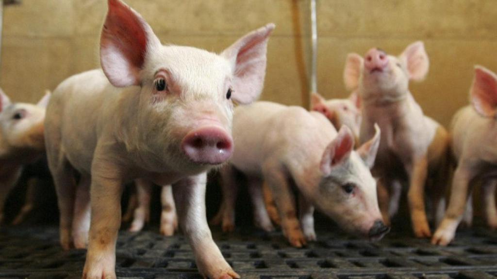 Sale a información pública la solicitud de autorización ambiental para el proyecto de una macrogranja con 2.660 cerdas reproductoras en Corcos