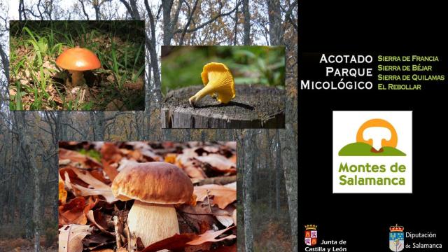 Salamanca cerró el año micológico con buenas perspectivas para potenciar este recurso económico y turístico