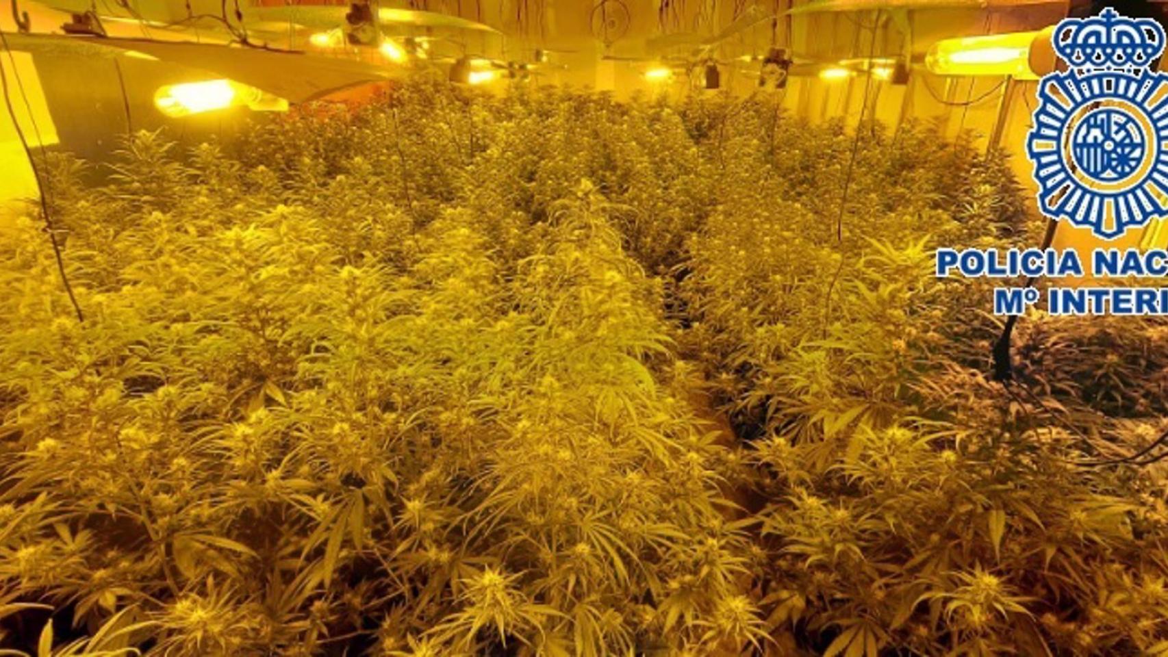 Droga intervenida en una operación policial.