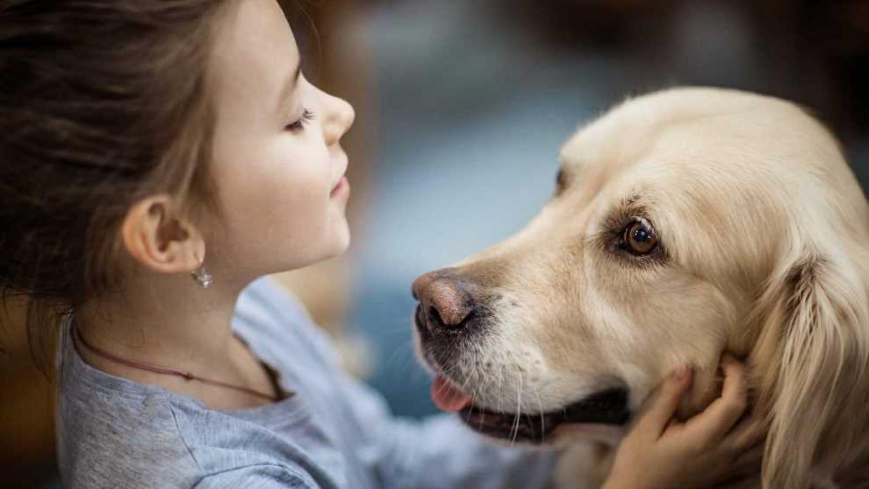 Animales sintientes