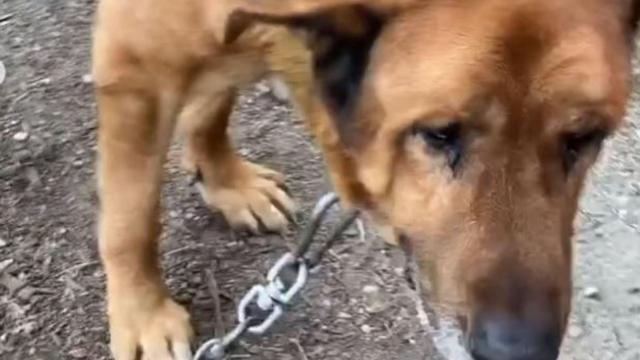 El perro de Betanzos encadenado.