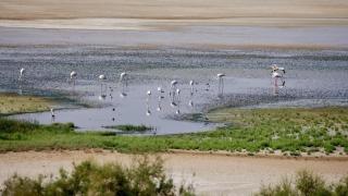 Flamencos en una de las lagunas de Doñana.