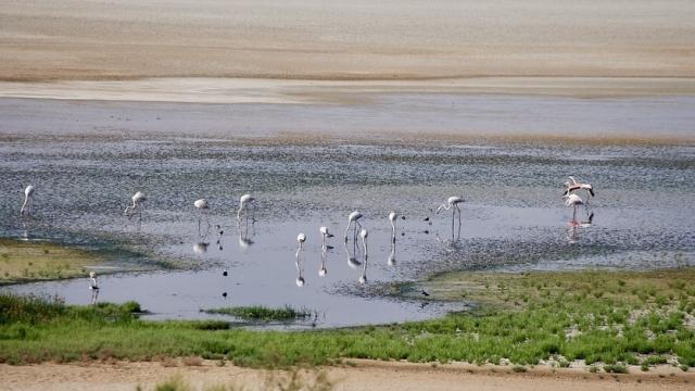 Flamencos en una de las lagunas de Doñana.