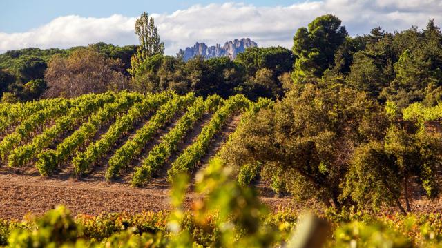 Hacienda El Ternero - Viñedo 1