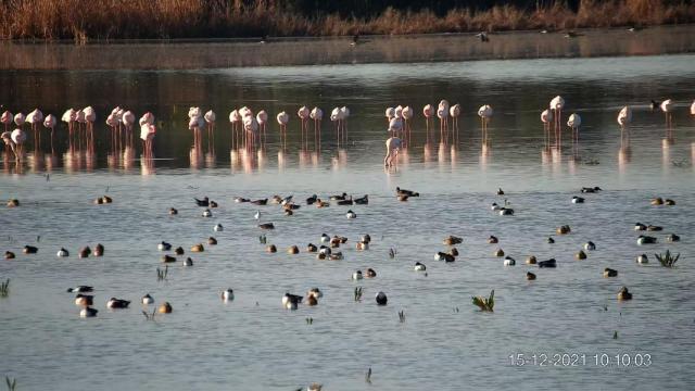 Flamencos en las marismas de Doñana.