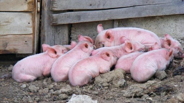 Si nadie quiere macrogranjas,  ¿por qué se machaca al ganadero?