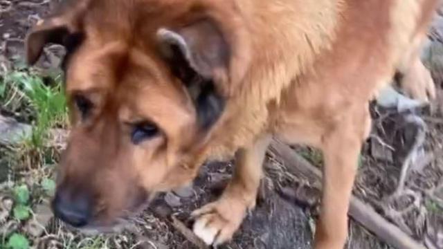 Orque, el perro de Betanzos.