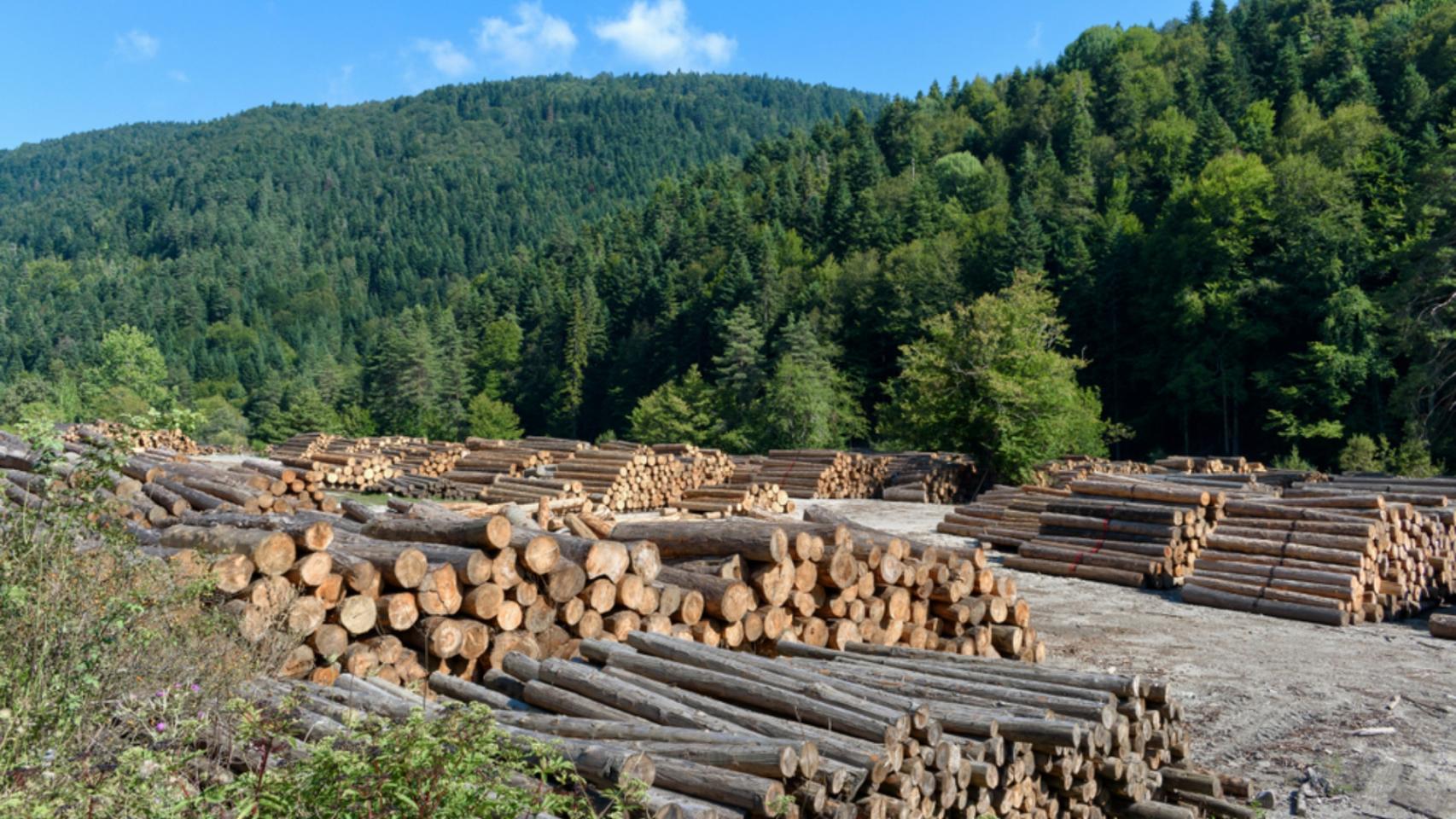 Madera de coníferas.