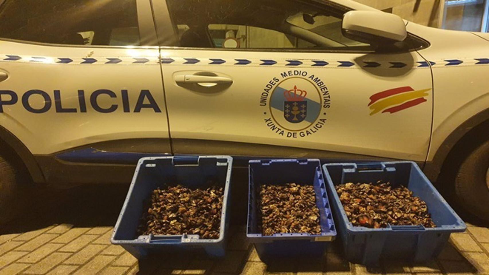 Cajas de percebes decomisadas por la Policía Autonómica a un conductor en Vigo.