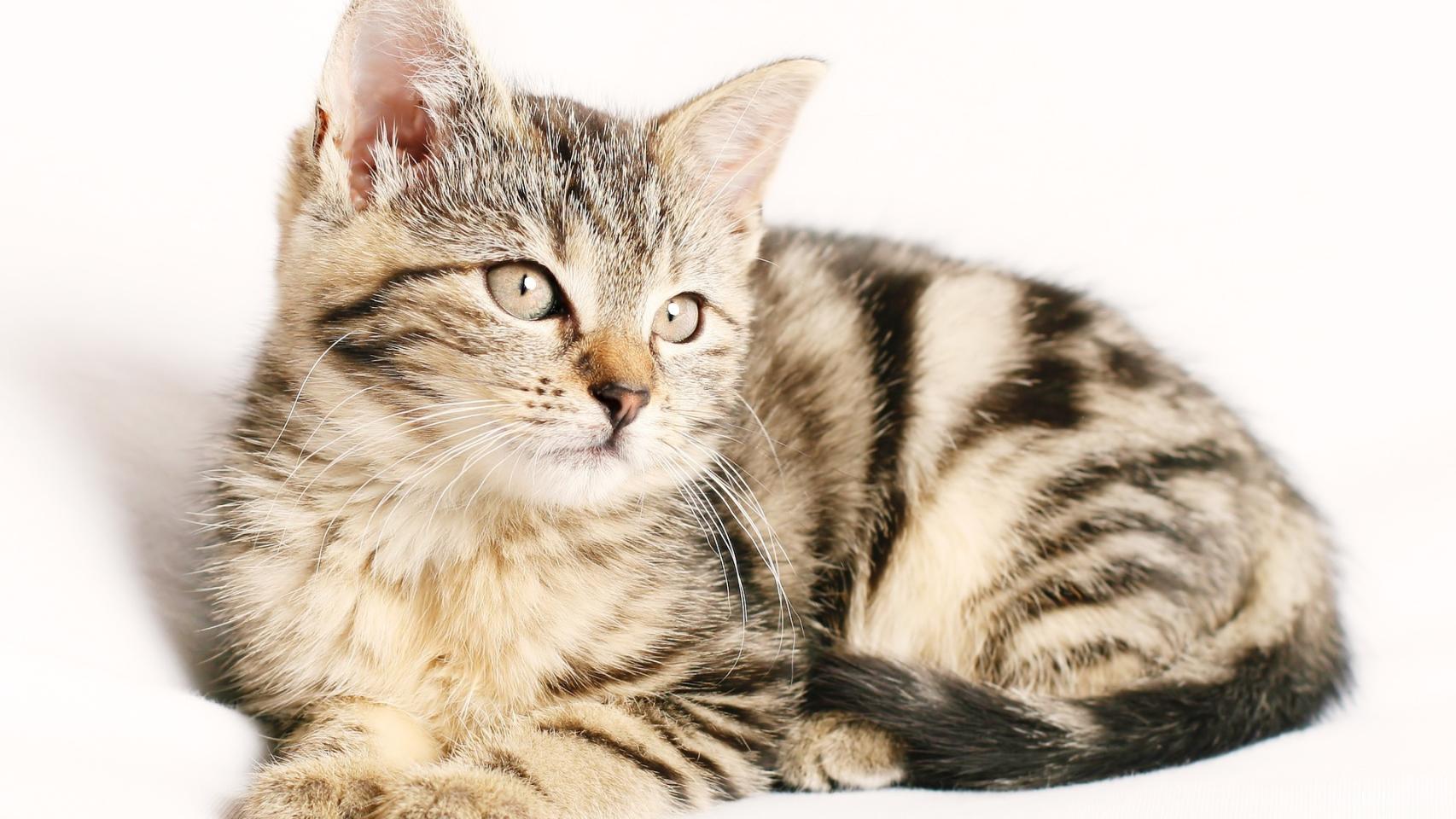¿Los gatos pueden tener ansiedad?