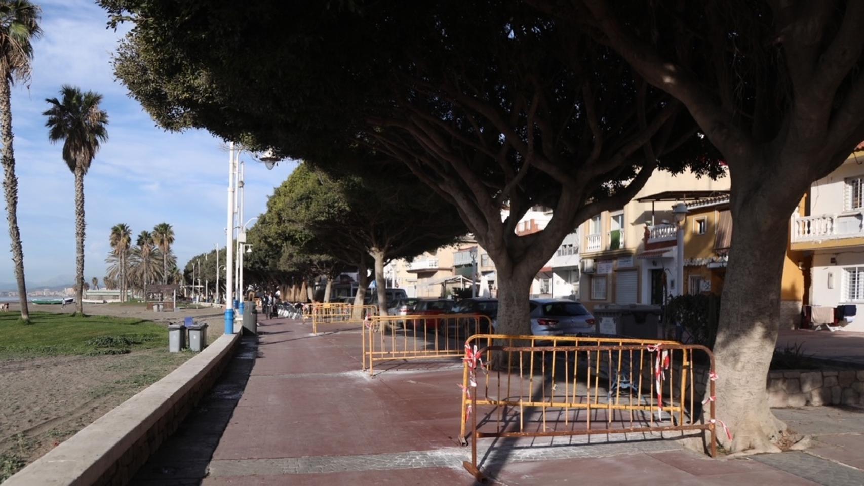 Imagen del estado del paseo de El Palo y los ficus existentes.