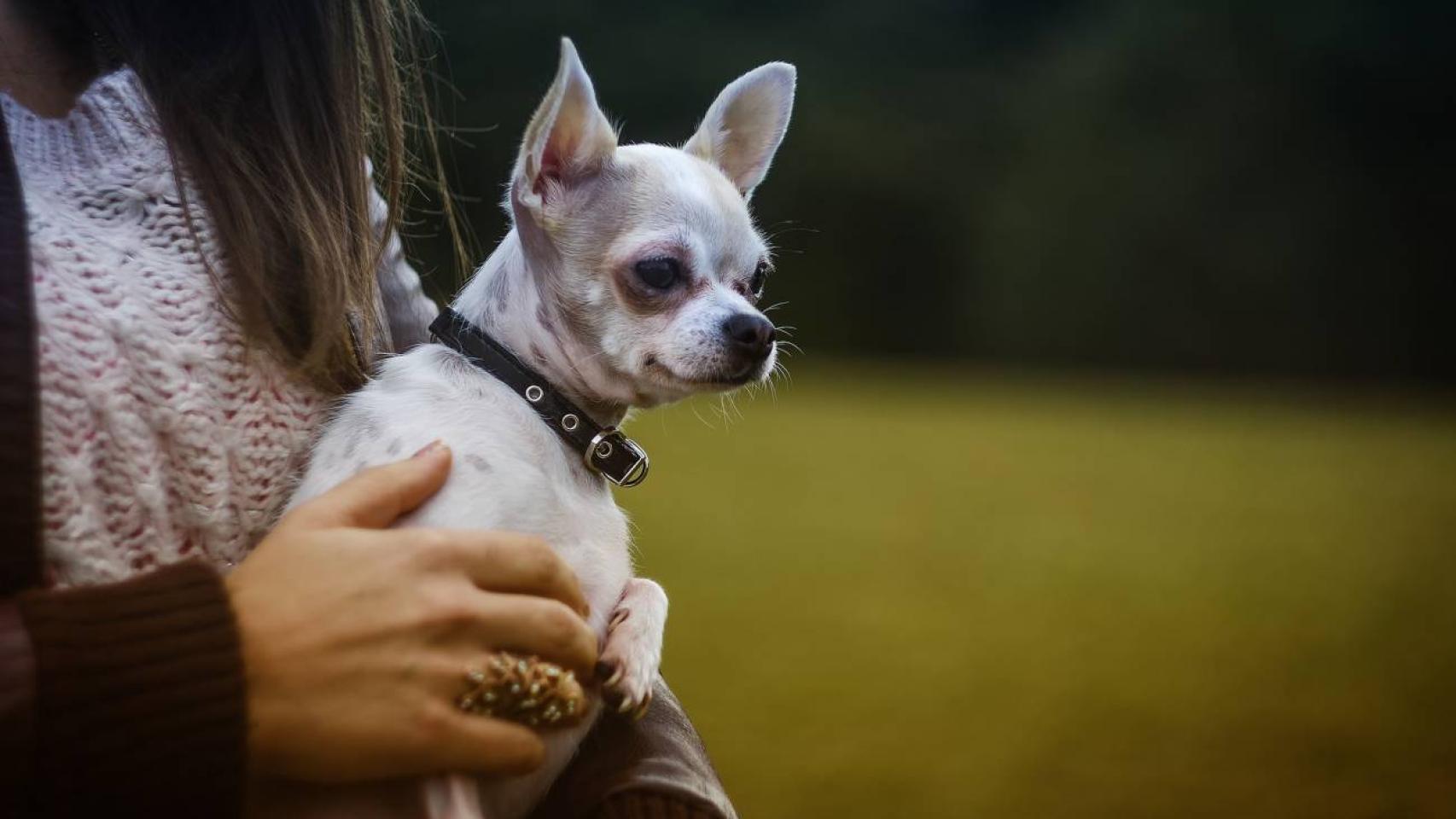Perro chihuahua.