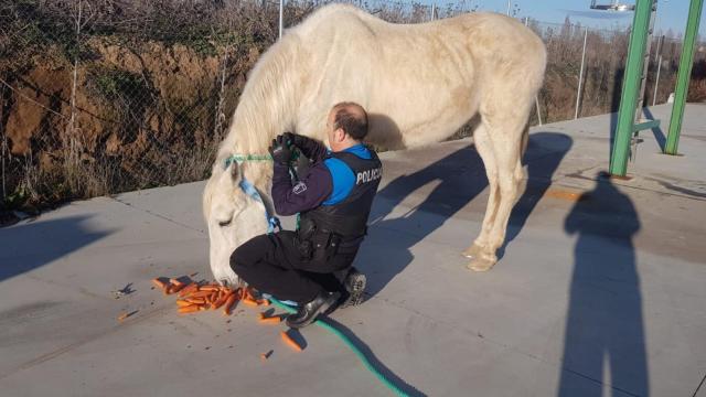 Caballo capturado en el Polígono de San Cristóbal