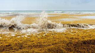 Algas de arribazón en una playa.