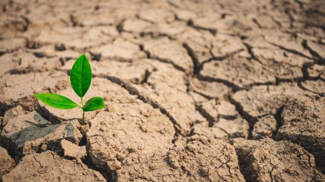 Sequía.