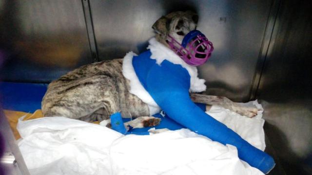 Perro atropellado
