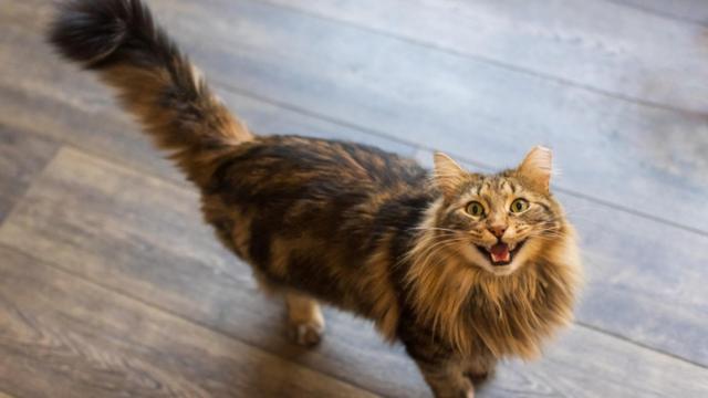 Las claves para entender qué quiere decir nuestro gato
