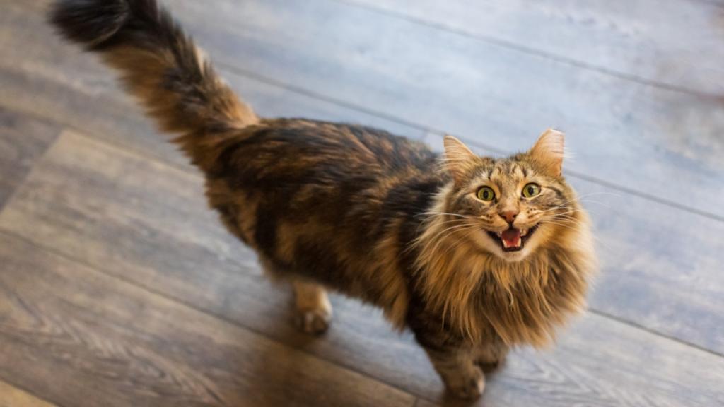Las claves para entender qué quiere decir nuestro gato