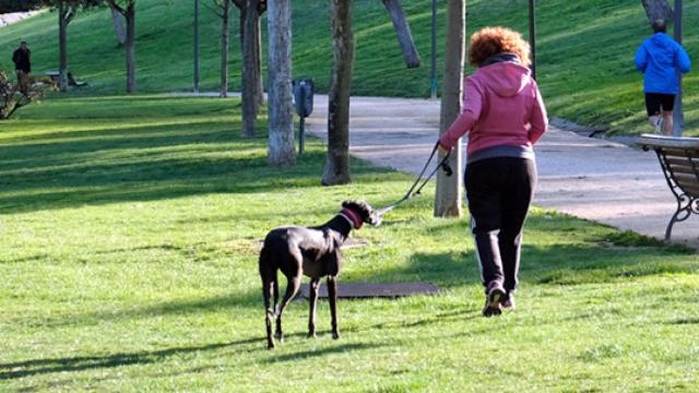 Las mejores ciudades de España para viajar con perros