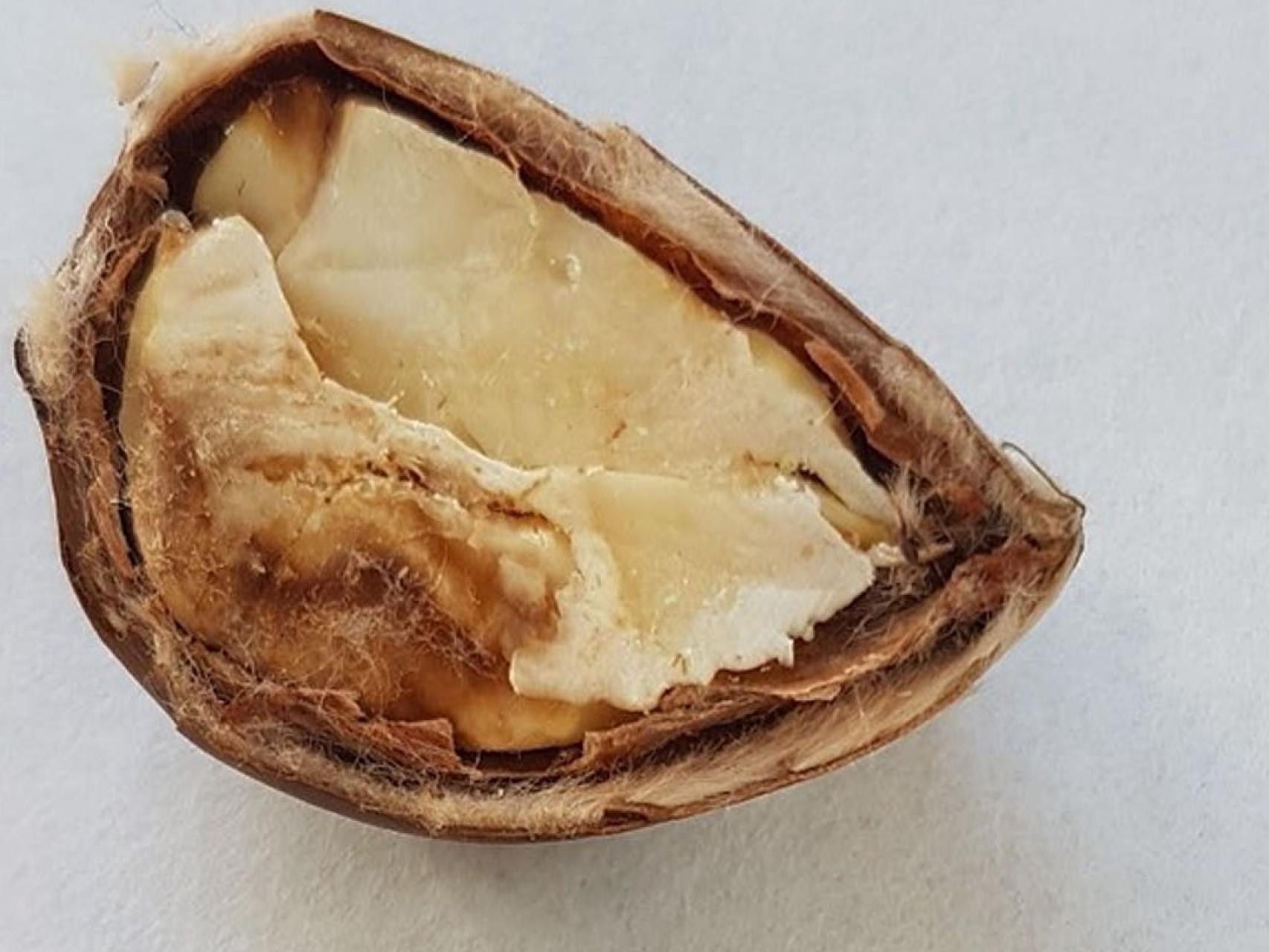 Los análisis genéticos realizados por Inbiotec detectan la presencia del hongo Gnoniopsis smithogilvyi